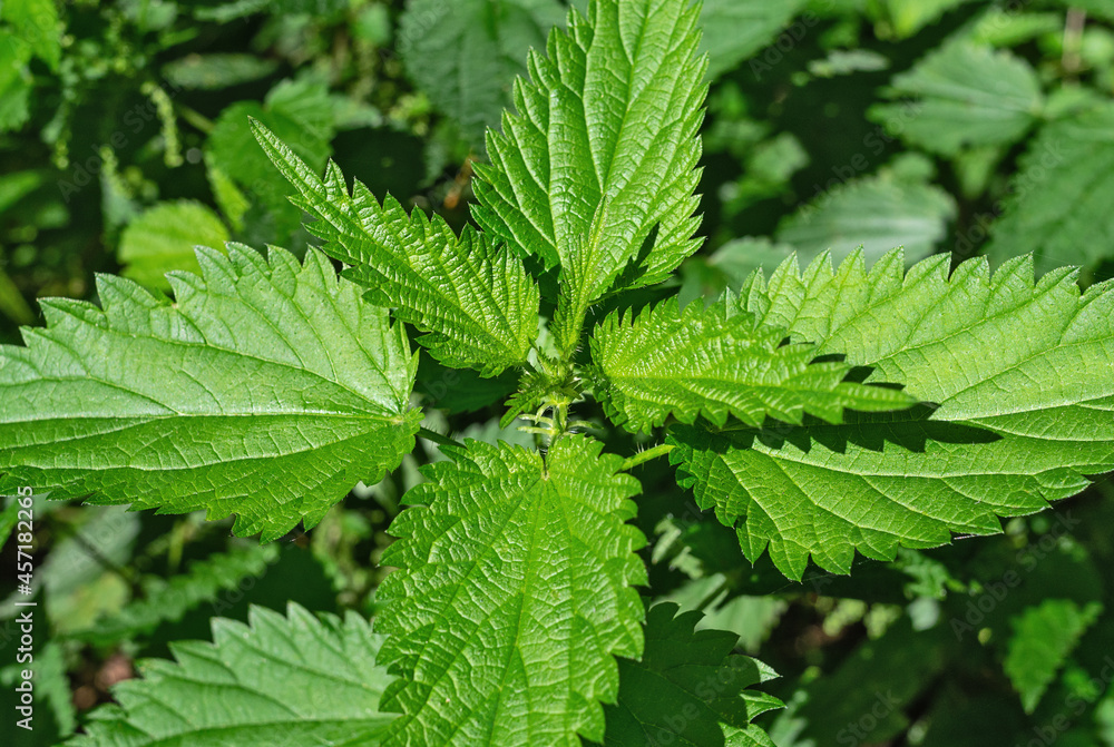 Stinging nettles plant on green background Stinging nettles plant on green background