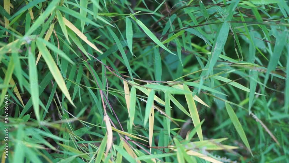 Bamboo grass (rumput bambu, genus Lophatherum) with a natural background Bamboo grass (rumput bambu, genus Lophatherum) with a natural background