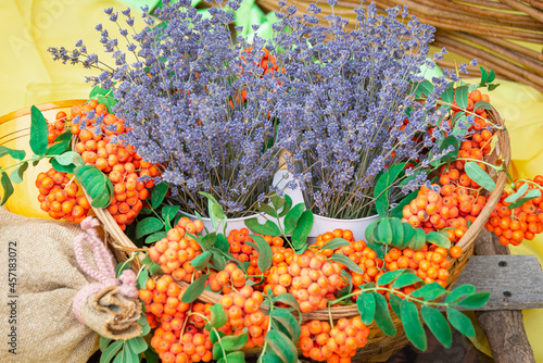 Rowan and dry medicinal herb on the table. photo