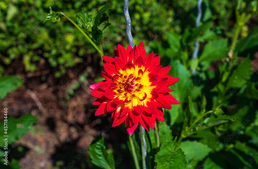 Rote Dahlienblüte mit gelbem Blütenzentrum