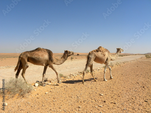 camels in the desert photo