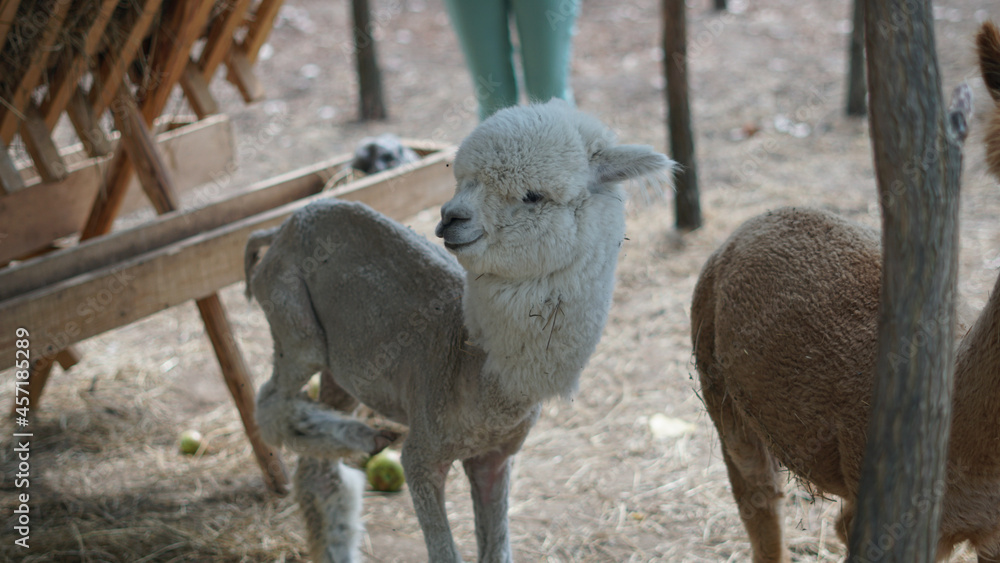 Fototapeta premium Shaved cute alpaca at the farm