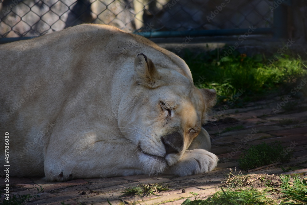Beautiful rare white lioness resting on a sunny day