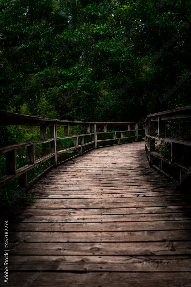 Pathway Through the Woods