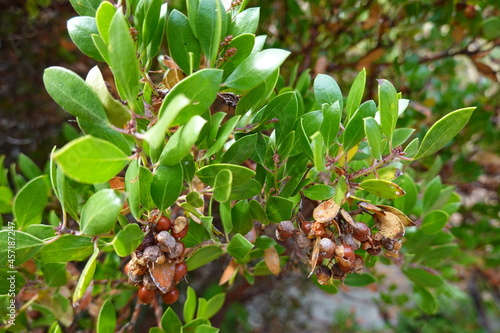 Arctostaphylos pungens, with the common name pointleaf manzanita, is a species of manzanita. photo