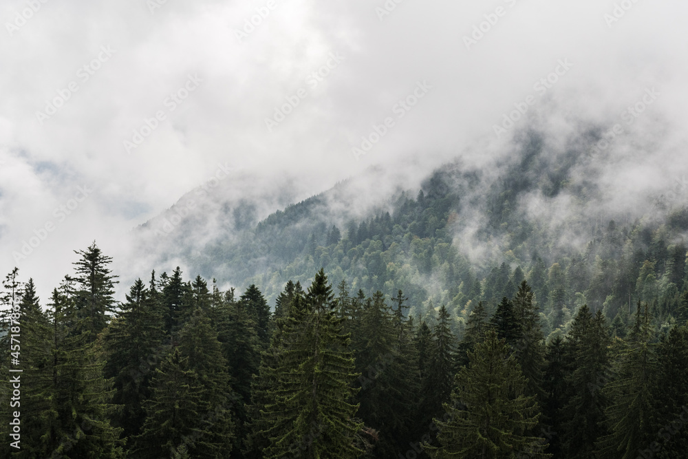 Bergwald und Berge im Nebel