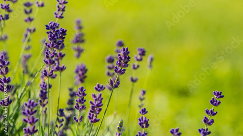 Purple lavender flowers on blurred green background.