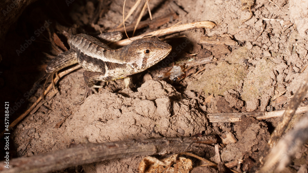 close up of a lizard