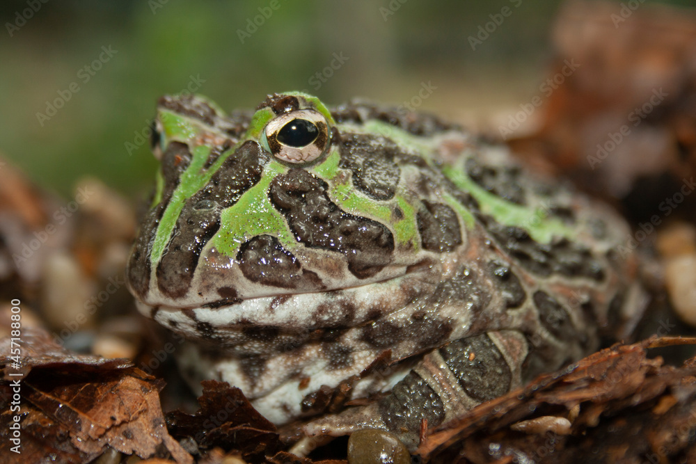 Fototapeta premium Pacific horned frog