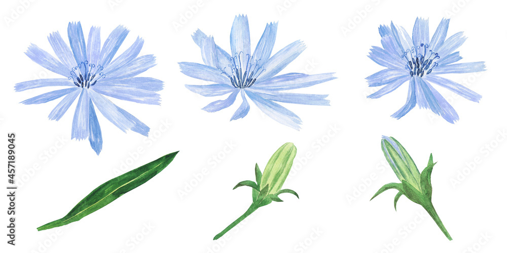 Chicory blue-lilac flower open and close bud isolated on white background. Watercolor hand drawing illustration. Perfect for herbal card, medical design.
