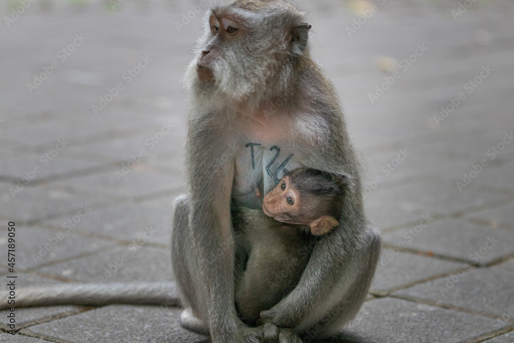 Fototapeta premium japanese macaque with baby