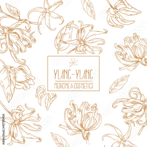 Hand drawn vector ylang ylang flowers illustration