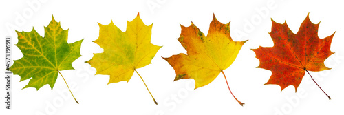 Multicolored autumn maple leaves isolated on white background
