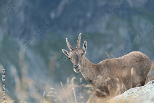 a female ibex passing seemingly fearlessly by the camera © Thierryjdv
