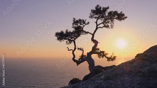 Silhouette of a pine tree on a mountainside against the backdrop of the sea and sunset.