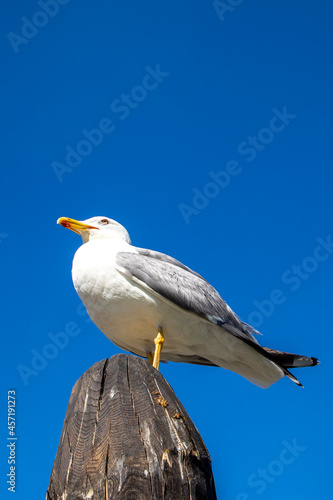 gull sitting on a pillar under blue sky