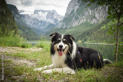 Portrait of border collie is lying in austria nature near to glossglockner. © doda