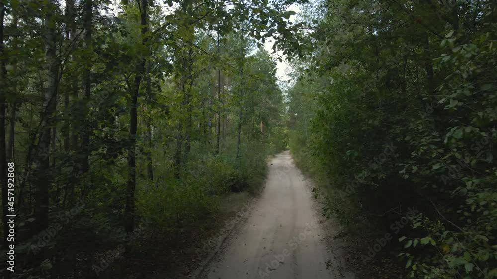 morning in the forest. Road and trees. morning in the forest. Road and trees.