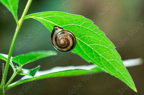 Snail on a green leaf