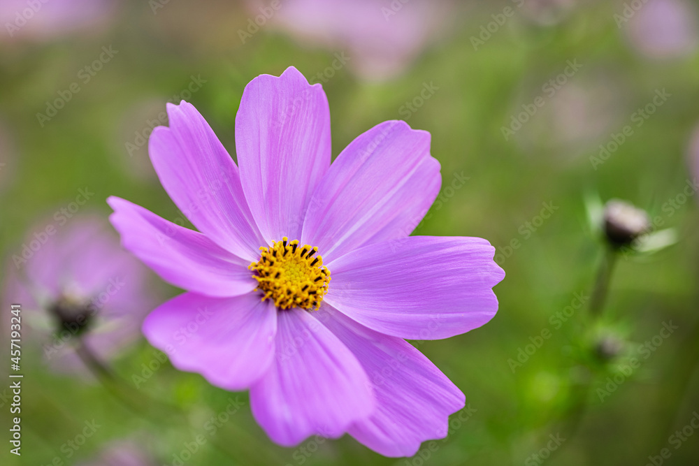 flower pink cosmos on a background of green grass flower pink cosmos on a background of green grass