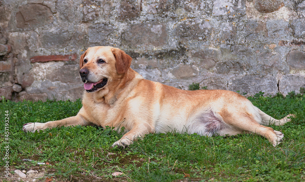 San Benadetto Del Tronto, Italy, September,20,2014 Golden labrador posing for a picture San Benadetto Del Tronto, Italy, September,20,2014 Golden labrador posing for a picture