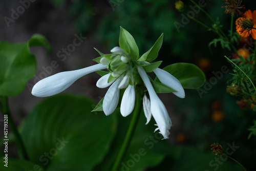 Beautiful flowers growing around us in gardens and parks