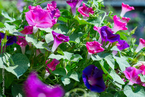 Beautiful flowers growing around us in gardens and parks