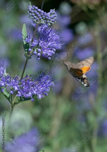 Macroglossum adustum butterfly flies from flower to flower and drinks nectar