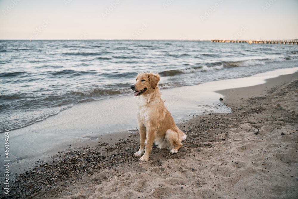 Golden retriever on the coastline. Companion dog sitting on the sandy beach