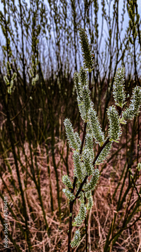 pine tree branches