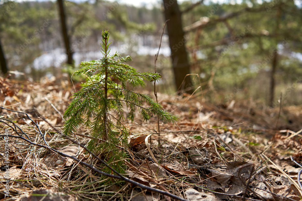 Young pine tree growing in the forest in spring Young pine tree growing in the forest in spring