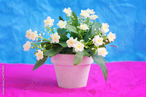 Artificial light yellow Primula (Primrose) flower in a ceramic flowerpot on a blue and pink paper backbround