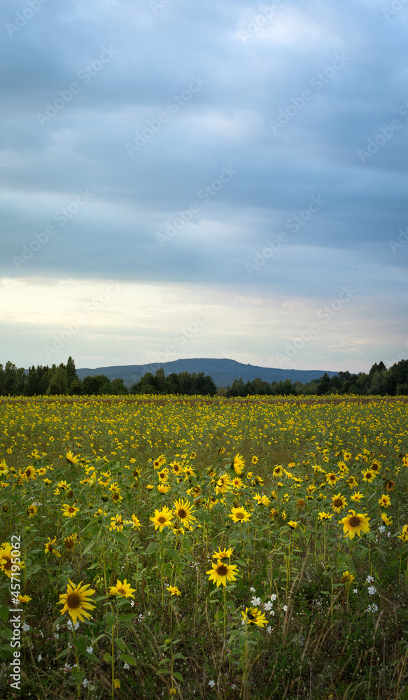 Field of sunflowers in front of Mountain Kinnekulle