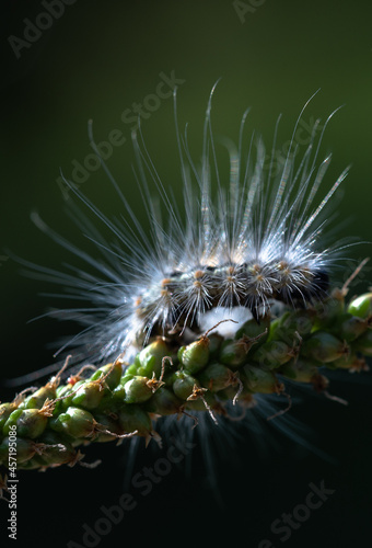 American butterfly caterpillar posing on camera