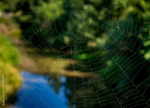 spider web in the morning