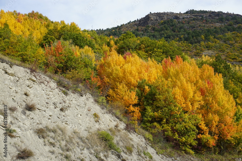 autumn forest in the mountains of alps france autumn forest in the mountains of alps france