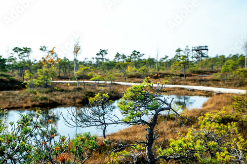 Autumn landscape of bogs in the Kemeri National Park