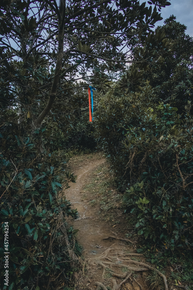 custom made wallpaper toronto digitalpath in forest