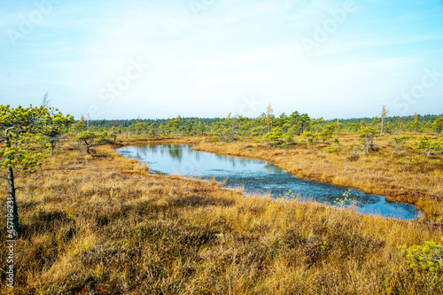 Autumn landscape of bogs in the Kemeri National Park