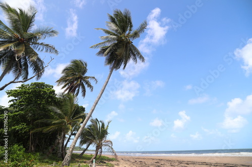 Hohe Kokospalmen an tropischem Strand