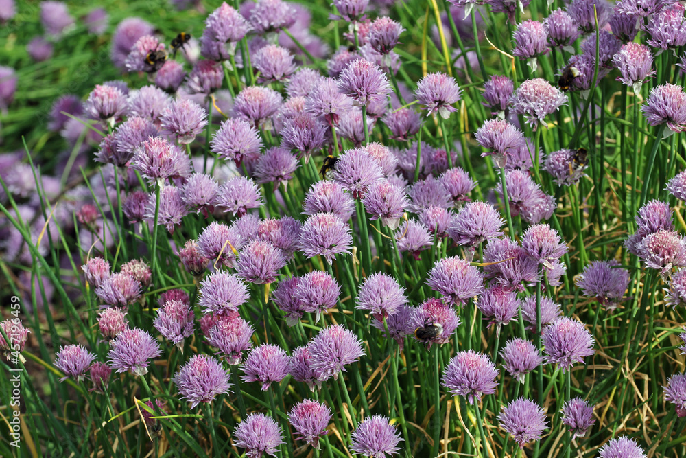 Obraz premium Lilac herb chives flowers