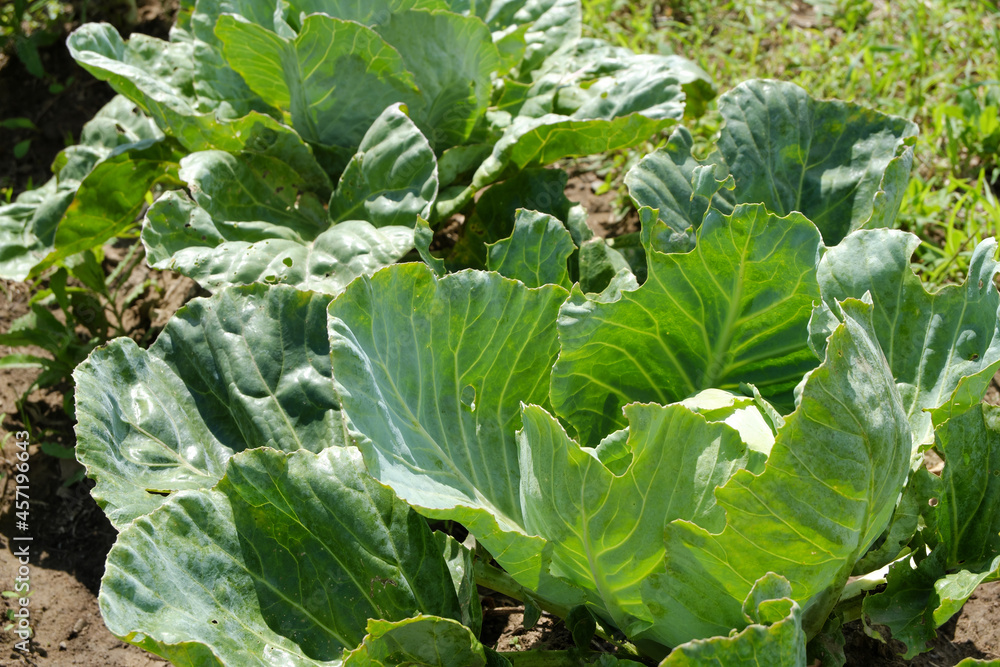 Growing cabbage. White cabbage, growing on a plantation in the sunlight. Growing cabbage. White cabbage, growing on a plantation in the sunlight.