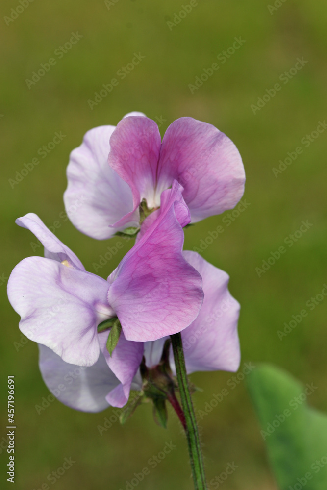 Lilac sweet pea flowers in close up Lilac sweet pea flowers in close up