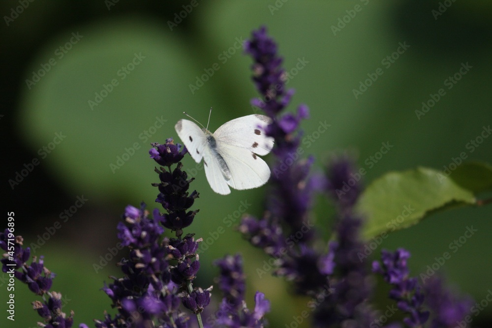 Schmetterling an Lavendel