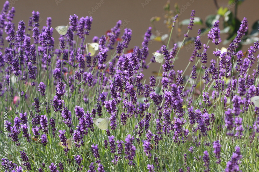 Fototapeta premium Schmetterling an Lavendel