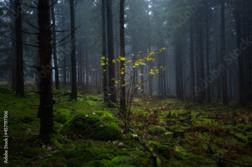 Lonely tree still with leaves in misty forest