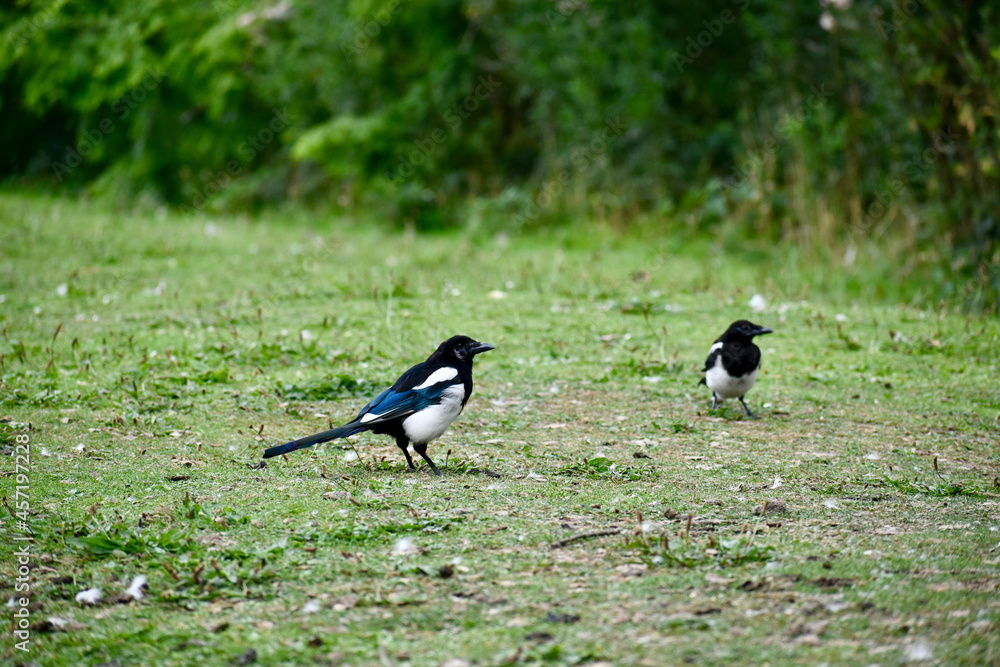 Two magpies on the ground in Coventry, England, UK Two magpies on the ground in Coventry, England, UK