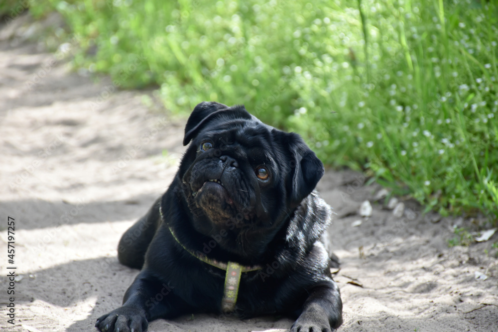 Сute black pug dog lies on the warm ground while walking in the spring forest.