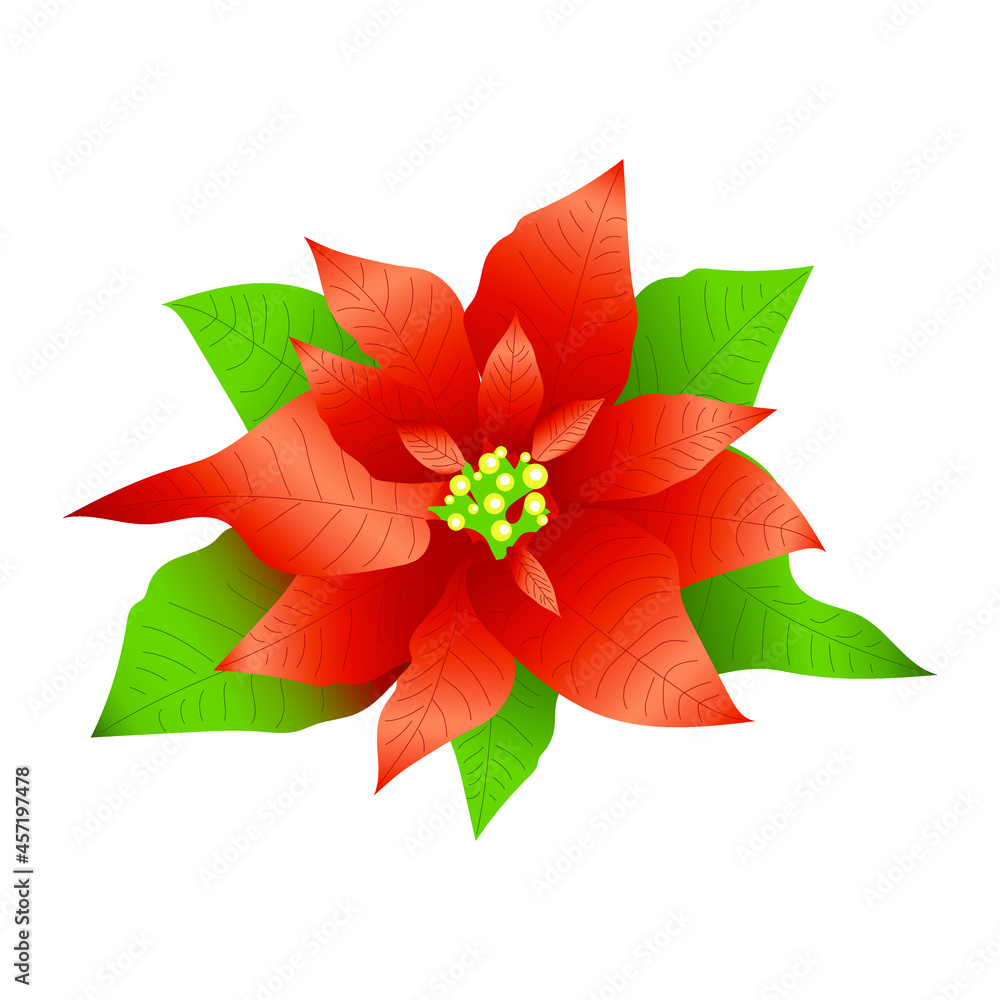 Poinsettia is an evergreen shrub native to tropical Mexico. Green and red leaves isolated on white background. Festive flower. Vector.