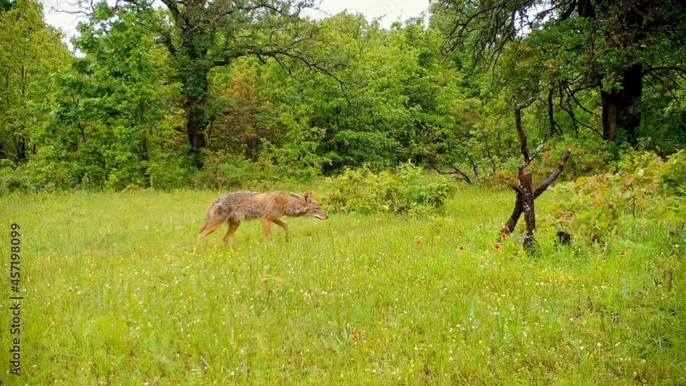 Lone coyote looking for food, walking around on a small opening in the woods in light spring rain Lone coyote looking for food, walking around on a small opening in the woods in light spring rain